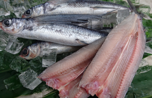 種子島近海とびうお開き