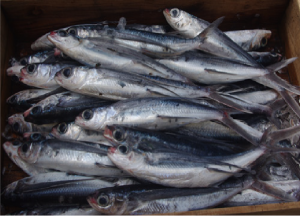 飛魚（とびうお）