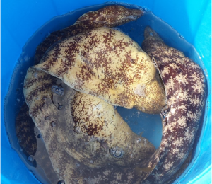 種子島近海でとれたうつぼ