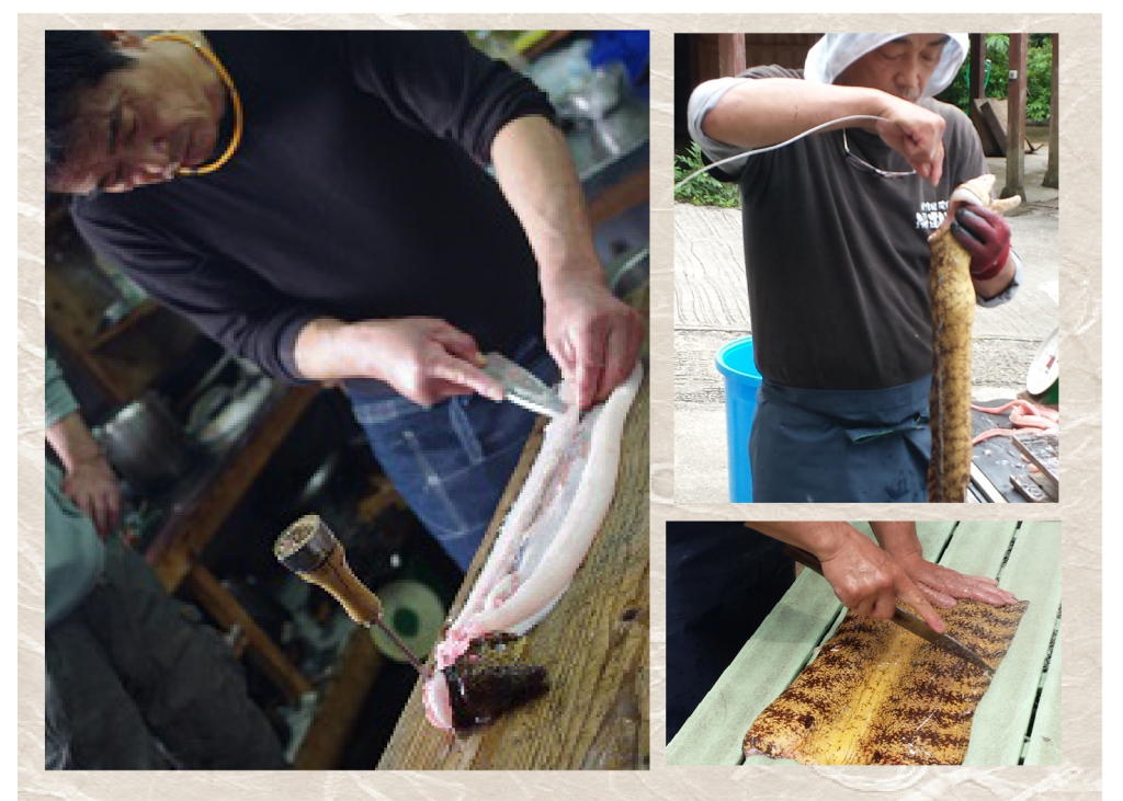 種子島近海のうつぼ